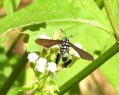 Horama plumipes