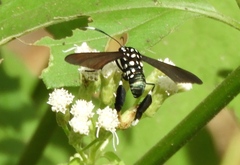 Horama plumipes