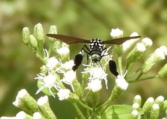 Horama plumipes