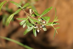 Zieria smithii
