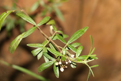 Zieria smithii
