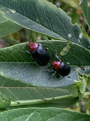 Cacoscelis nigripennis