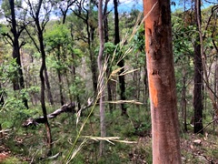 Austrostipa rudis