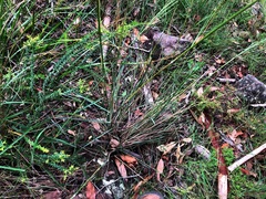 Austrostipa rudis