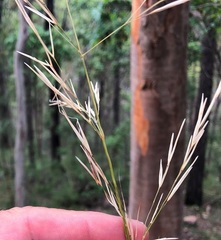 Austrostipa rudis