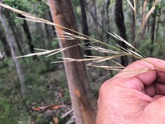 Austrostipa rudis