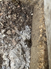 Eleutherodactylus campi