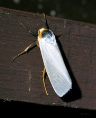 Agylla nivea
