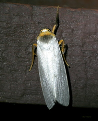 Agylla nivea