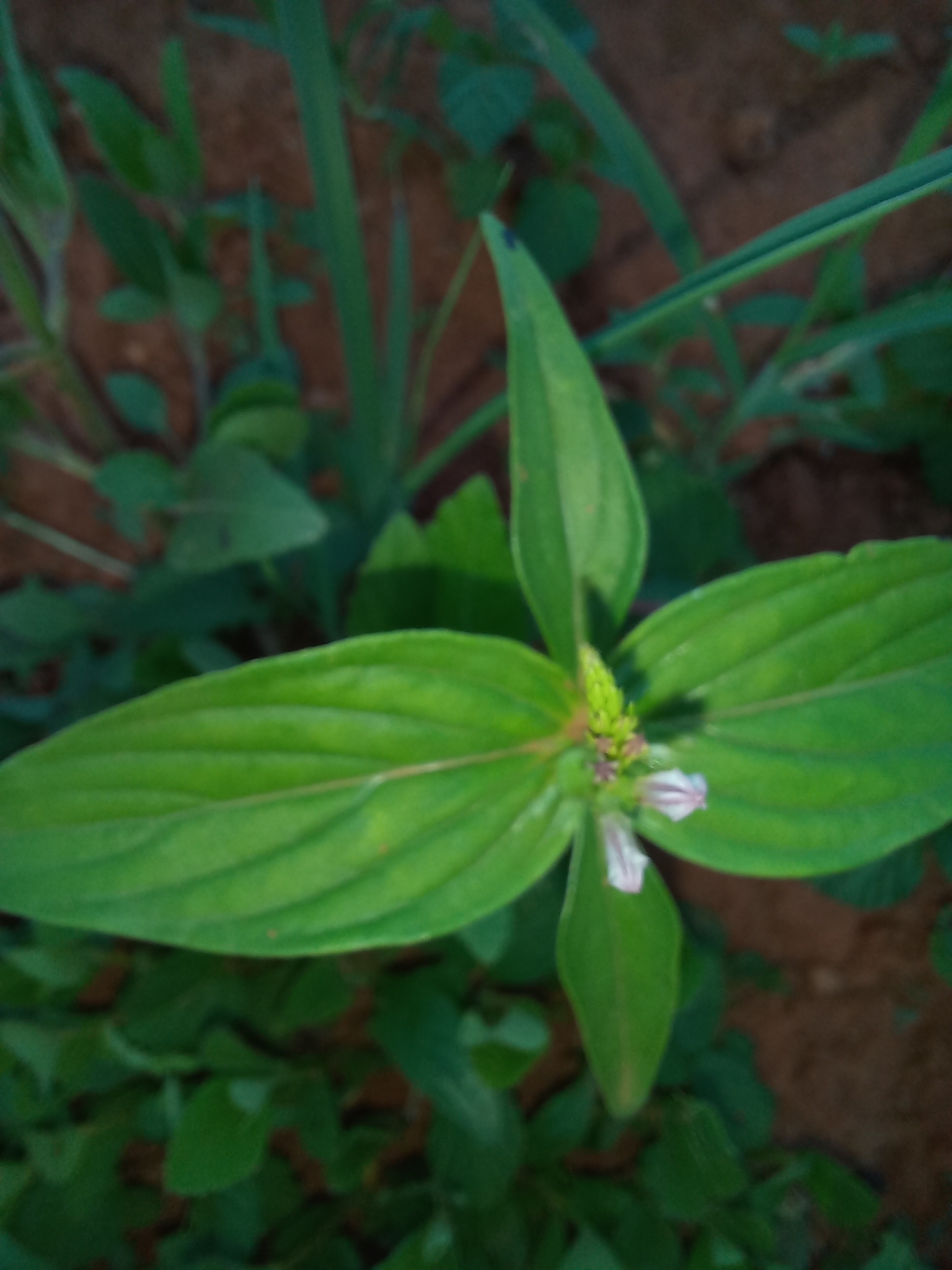 Spigelia anthelmia