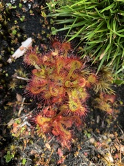 Drosera uniflora