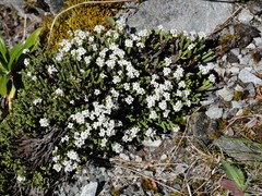 Veronica tetrasticha