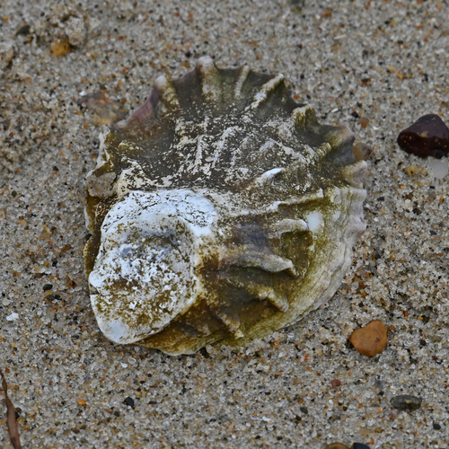 European Flat Oyster