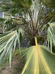 Pritchardia