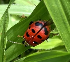 Alagoasa nigromaculata