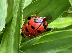 Alagoasa nigromaculata
