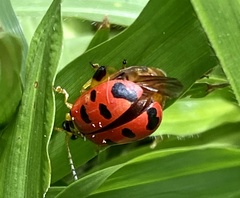 Alagoasa nigromaculata