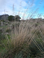 Ampelodesmos mauritanicus