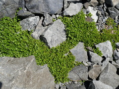 Azorella hydrocotyloides