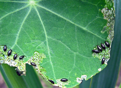 Phyllotreta cruciferae