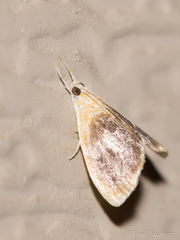 Glaphyria fulminalis