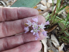 Allium drummondii