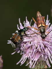 Trichiotinus affinis