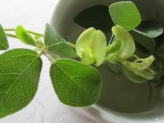 Macrotyloma axillare