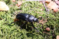 Streptocerus speciosus