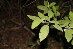 Solanum densevestitum