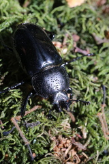 Streptocerus speciosus