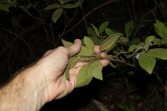 Solanum densevestitum