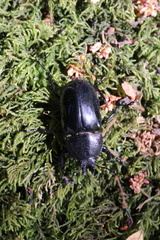 Streptocerus speciosus