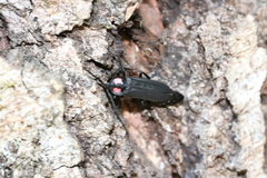 Pyractonema