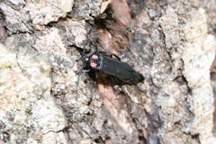 Pyractonema