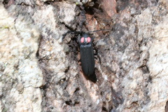 Pyractonema