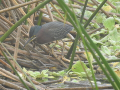 Butorides virescens image