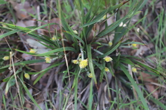 Conostylis aculeata aculeata
