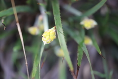Conostylis aculeata aculeata