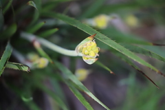 Conostylis aculeata aculeata