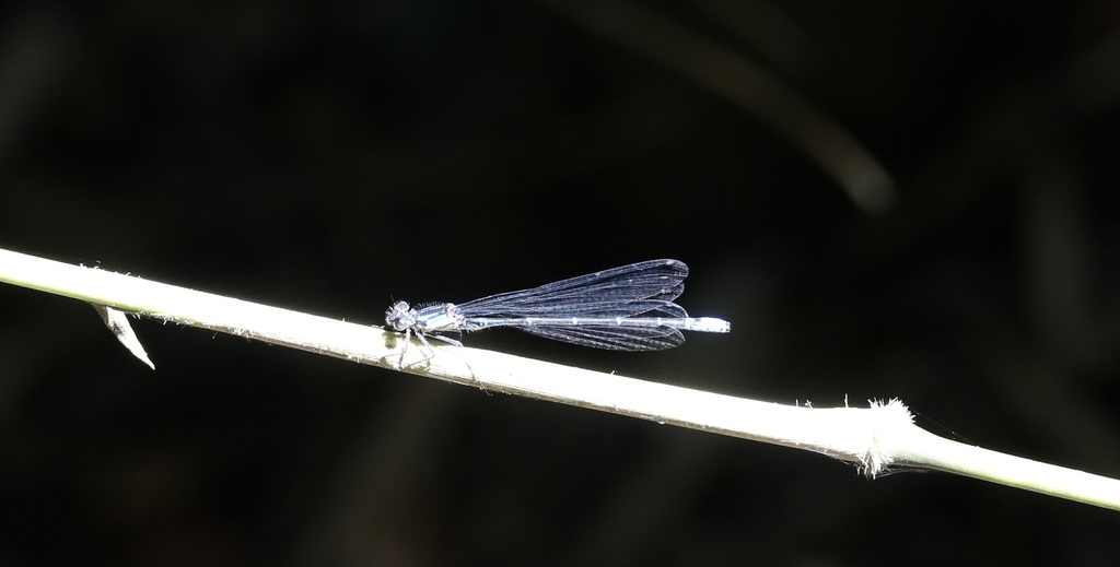 Antiagrion grinbergsi