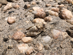 Trachypetrella anderssonii