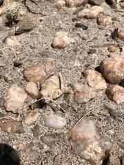 Trachypetrella anderssonii