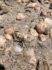 Trachypetrella anderssonii