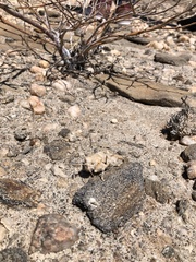 Trachypetrella anderssonii