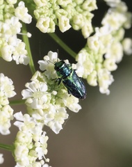 Bilyaxia concinna