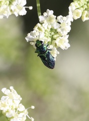 Bilyaxia concinna