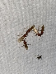 Camponotus hannani