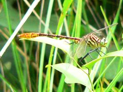 Dromogomphus armatus