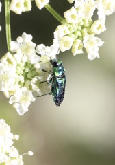 Bilyaxia concinna